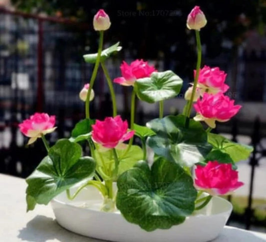 Bonsai Lotus Flower Seeds